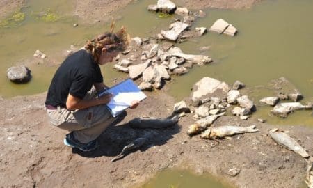 Villa Cañás: Funcionarios del Ministerio de Ambiente evaluaron los peces muertos