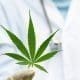 Cannabis medicinal: permitirán cultivo personal y expendio de aceites en farmacias