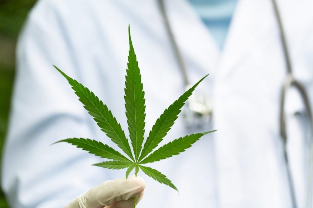 Cannabis medicinal: permitirán cultivo personal y expendio de aceites en farmacias