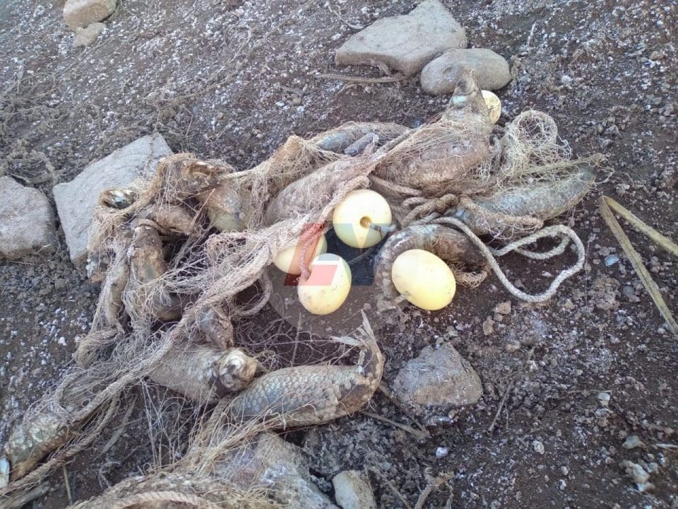 Villa Cañás: Encuentran más de un centenar de peces muertos en las cercanías del Balneario