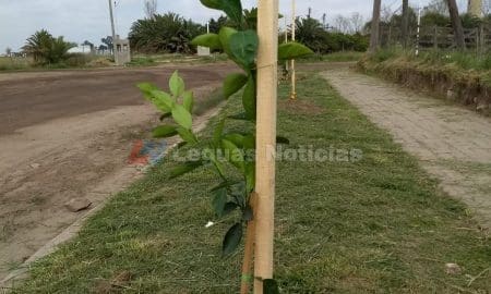 María Teresa: Frutas al paso, la Comuna coloca árboles frutales en espacios públicos