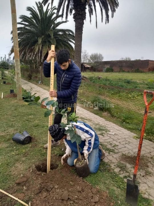María Teresa: Frutas al paso, la Comuna coloca árboles frutales en espacios públicos