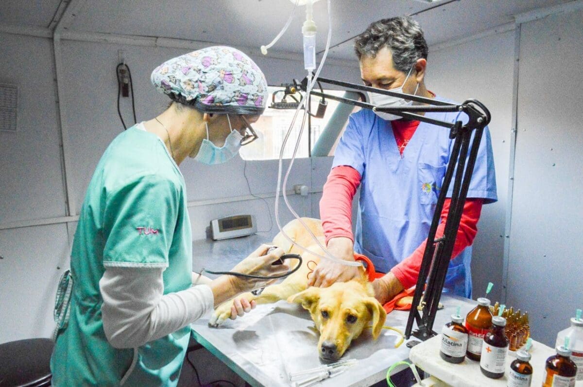 El quirófano móvil impulsado por el senador Enrico continúa atendiendo la salud de los animales en la región