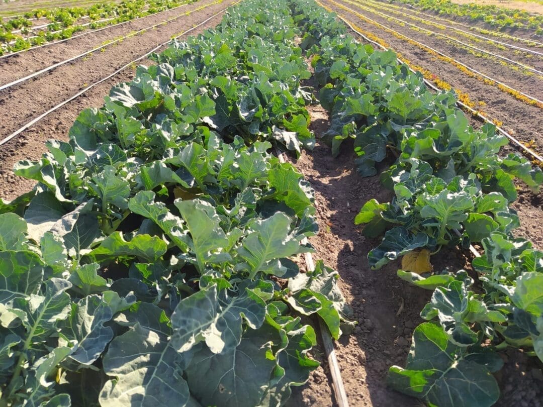 Con inversión y capacitación, María Teresa está a un paso de autoabastecerse se verduras Con inversión y capacitación, María Teresa está a un paso de autoabastecerse se verduras