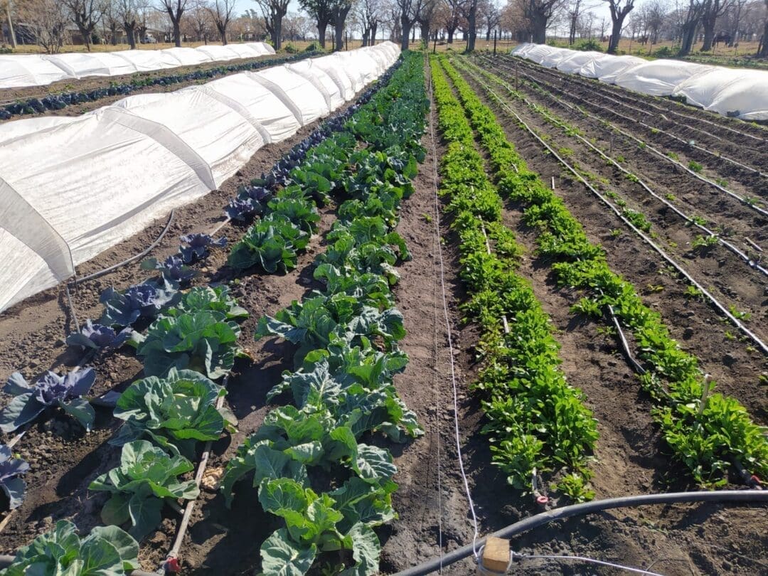 Con inversión y capacitación, María Teresa está a un paso de autoabastecerse se verduras Con inversión y capacitación, María Teresa está a un paso de autoabastecerse se verduras