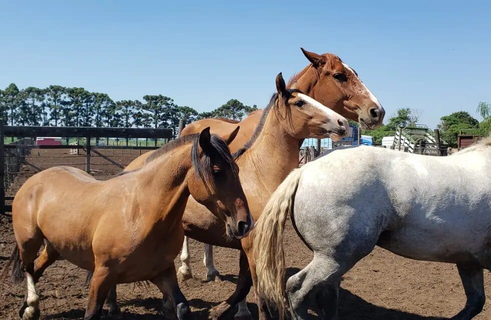 Villa Cañás: Recuperaron caballos robados en Córdoba valuados en millones de pesos Villa Cañás: Recuperaron caballos robados en Córdoba valuados en millones de pesos