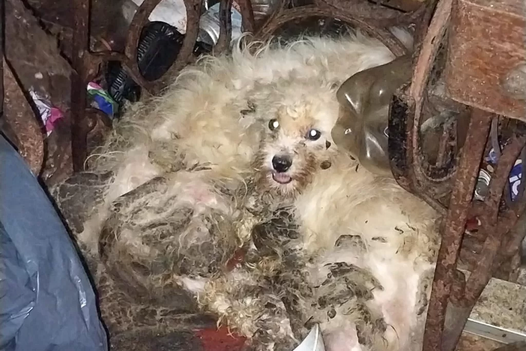 Venado Tuerto: Caniches rescatados, Chiarella anunció actuaciones judiciales por maltrato animal