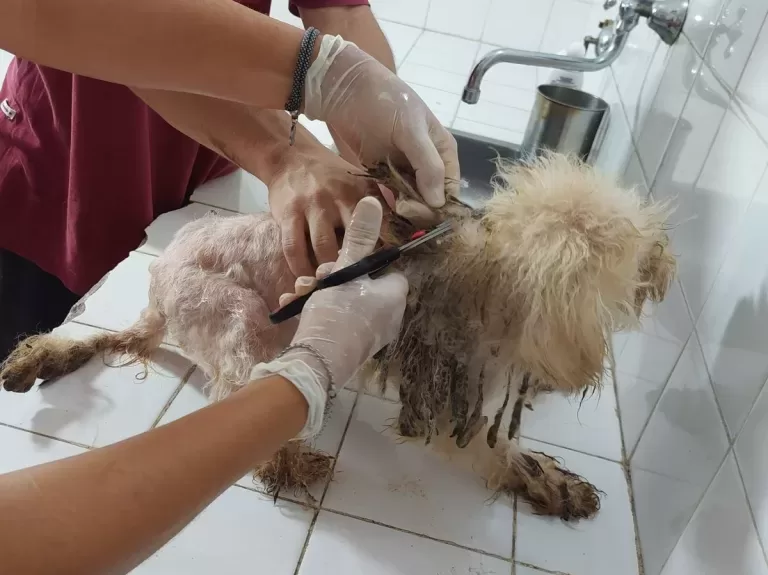 Venado Tuerto: Caniches rescatados, Chiarella anunció actuaciones judiciales por maltrato animal Venado Tuerto: Caniches rescatados, Chiarella anunció actuaciones judiciales por maltrato animal