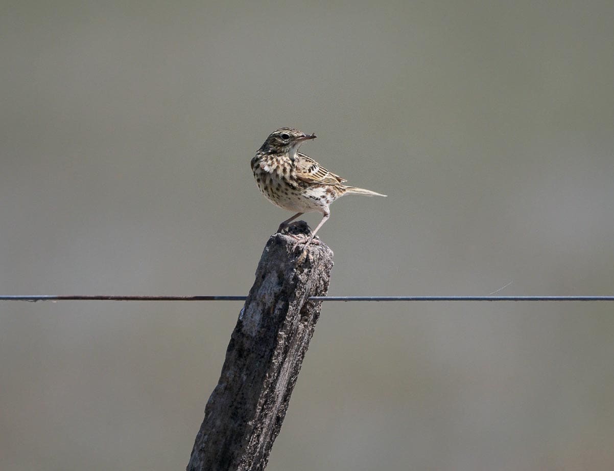 Villa Cañás: Observación de aves en el balneario