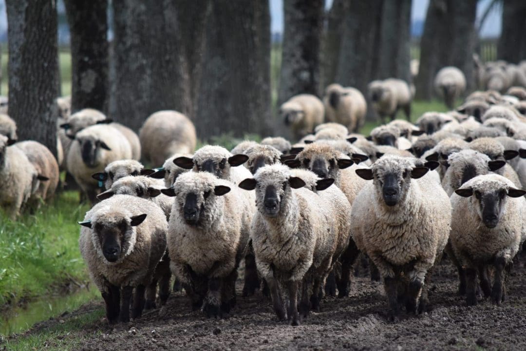 Galnares: Desde el sur santafesino, vamos a difundir en todo el país la producción, genética y consumo de los mejores ovinos Galnares: Desde el sur santafesino, vamos a difundir en todo el país la producción, genética y consumo de los mejores ovinos