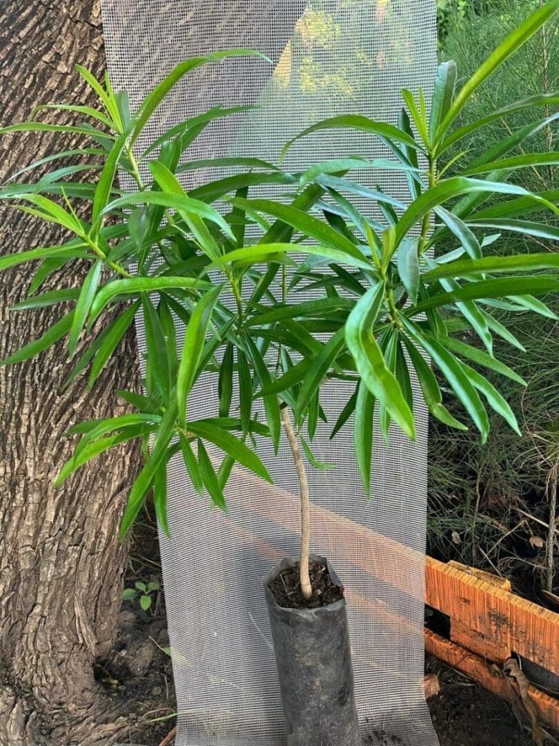 El vivero departamental sigue creciendo y está listo para la nueva temporada