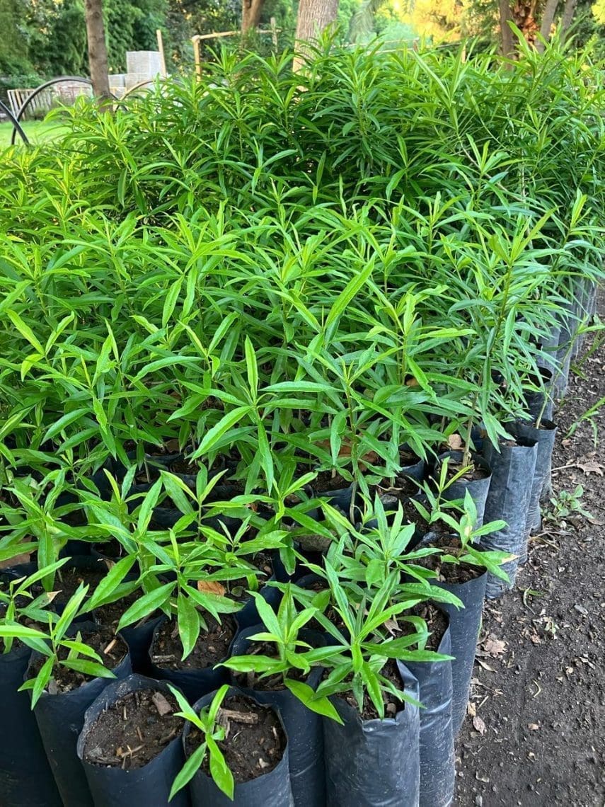 El vivero departamental sigue creciendo y está listo para la nueva temporada