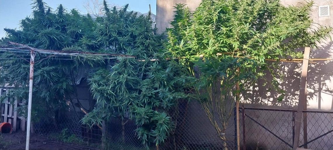 Villa Cañás: Importante operativo antidroga tras denuncias en Buzones de la Vida Villa Cañás: Importante operativo antidroga tras denuncias en Buzones de la Vida