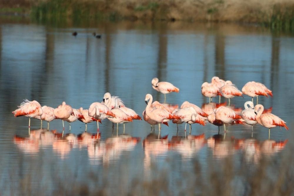 Muestra fotográfica Aves de la Laguna El Hinojo Muestra fotográfica Aves de la Laguna El Hinojo