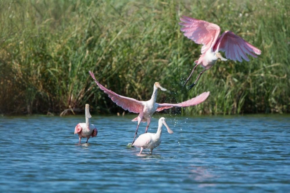 Muestra fotográfica Aves de la Laguna El Hinojo