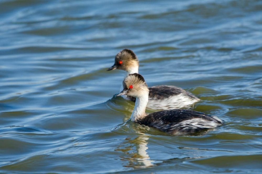 Muestra fotográfica Aves de la Laguna El Hinojo Muestra fotográfica Aves de la Laguna El Hinojo