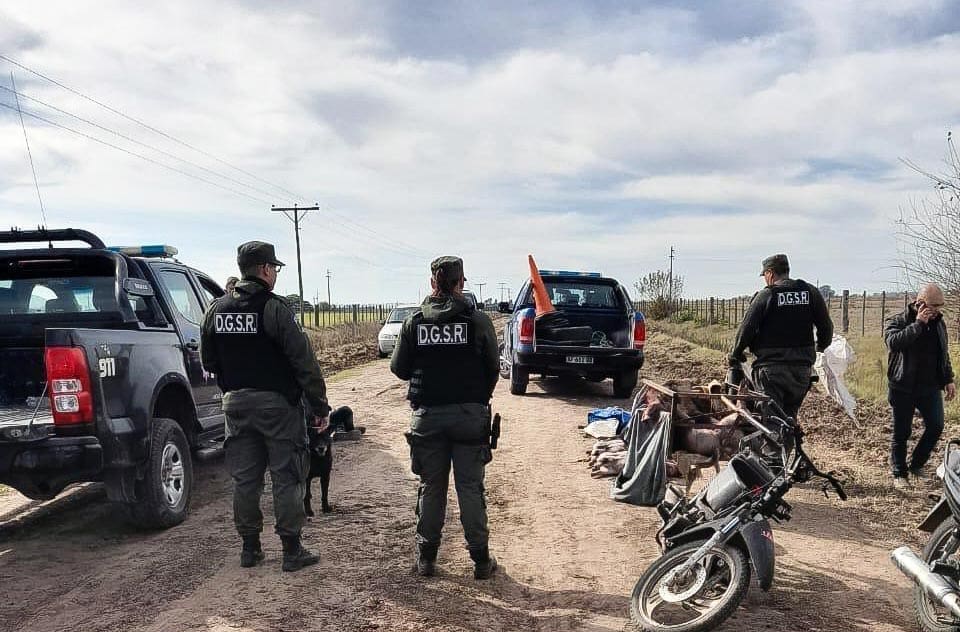 Abigeato agravado en Santa Isabel: Cinco detenidos por faena ilegal de porcinos Abigeato agravado en Santa Isabel: Cinco detenidos por faena ilegal de porcinos