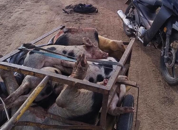 Abigeato agravado en Santa Isabel: Cinco detenidos por faena ilegal de porcinos Abigeato agravado en Santa Isabel: Cinco detenidos por faena ilegal de porcinos