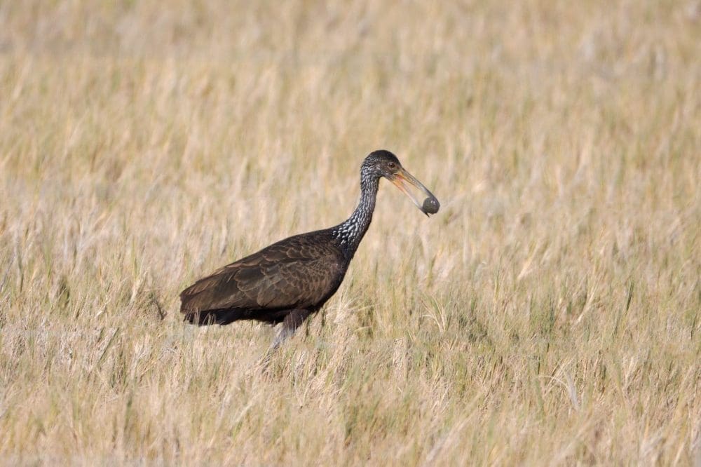 Villa Cañás: Nueva jornada de observación de aves en el Balneario Villa Cañás: Nueva jornada de observación de aves en el Balneario