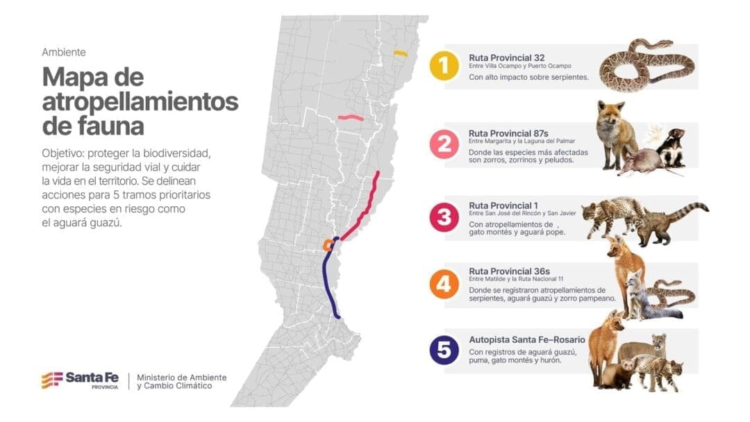 Ellos tienen paso: Desarrollaron el primer mapa para evitar atropellamientos de fauna Ellos tienen paso: Desarrollaron el primer mapa para evitar atropellamientos de fauna